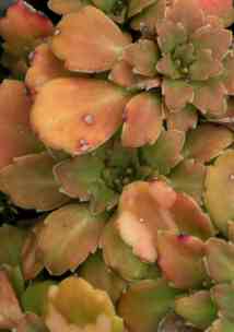 hardy garden succulent mail order london pride saxifraga irish grown mail orde rplants driect to your door home shopping 